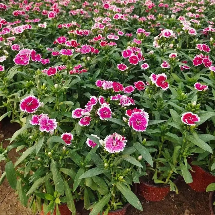 <a href='http://m.zishuwang.com.cn/caohuazhongzi/1598.html' target='_blank'>美國石竹</a>杯苗容器苗