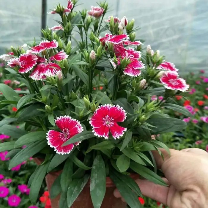 美國<a href='http://m.zishuwang.com.cn/caohuazhongzi/97045.html' target='_blank'>石竹</a>杯苗容器苗