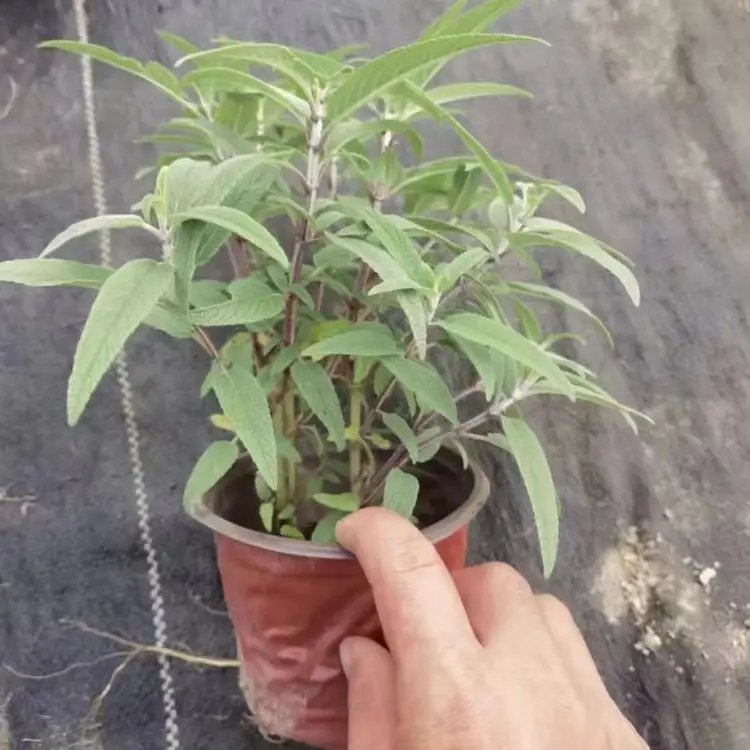 墨西哥<a href='http://m.zishuwang.com.cn/caohuazhongzi/1626.html' target='_blank'>鼠尾草</a>杯苗容器苗