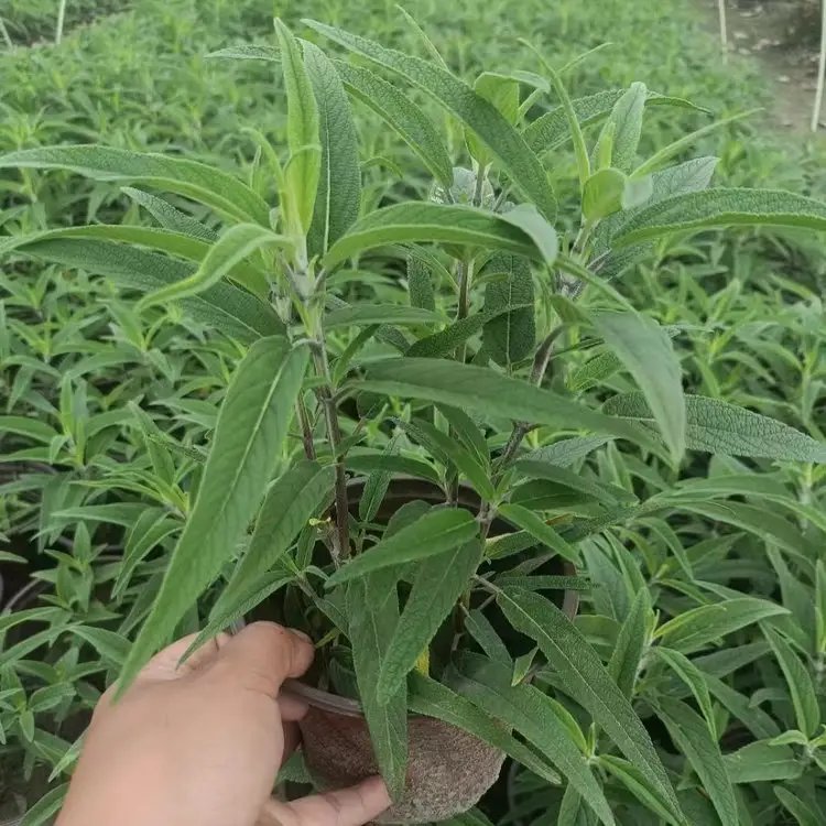 墨西哥<a href='http://m.zishuwang.com.cn/caohuazhongzi/1626.html' target='_blank'>鼠尾草</a>杯苗容器苗