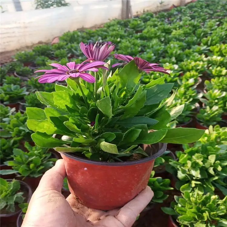 <a href='http://m.zishuwang.com.cn/caohuazhongzi/1604.html' target='_blank'>南非萬(wàn)壽菊</a>杯苗容器苗