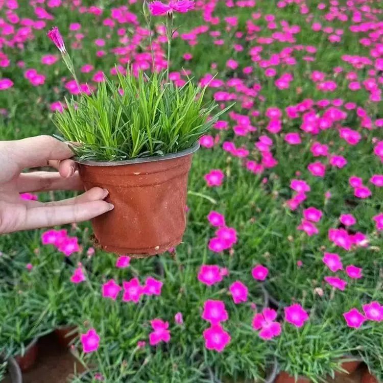 歐<a href='http://m.zishuwang.com.cn/caohuazhongzi/97045.html' target='_blank'>石竹</a>杯苗容器苗