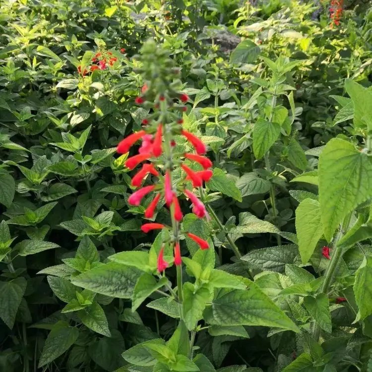 <a href='http://m.zishuwang.com.cn/yaocaizhongzi/2335.html' target='_blank'>紅花</a><a href='http://m.zishuwang.com.cn/caohuazhongzi/1626.html' target='_blank'>鼠尾草</a>杯苗容器苗