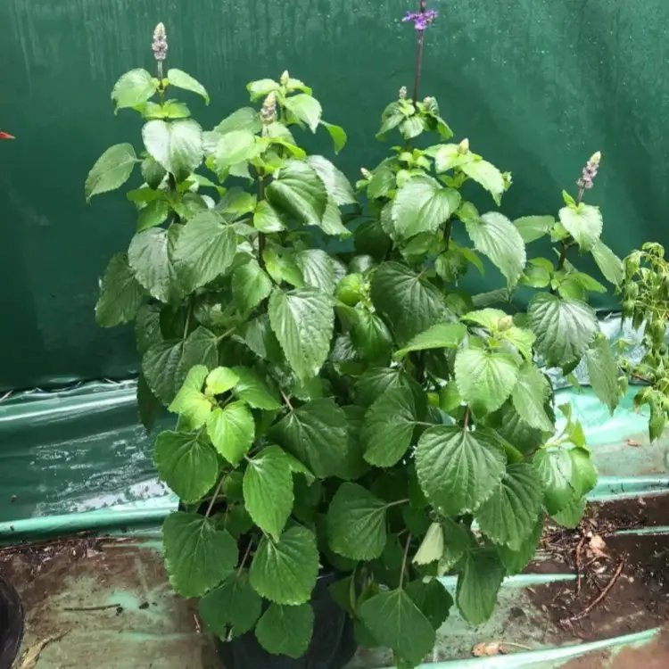薩利<a href='http://m.zishuwang.com.cn/caohuazhongzi/1044.html' target='_blank'>芳香鼠尾草</a>杯苗容器苗