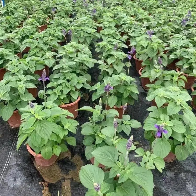 薩利<a href='http://m.zishuwang.com.cn/caohuazhongzi/1044.html' target='_blank'>芳香鼠尾草</a>杯苗容器苗