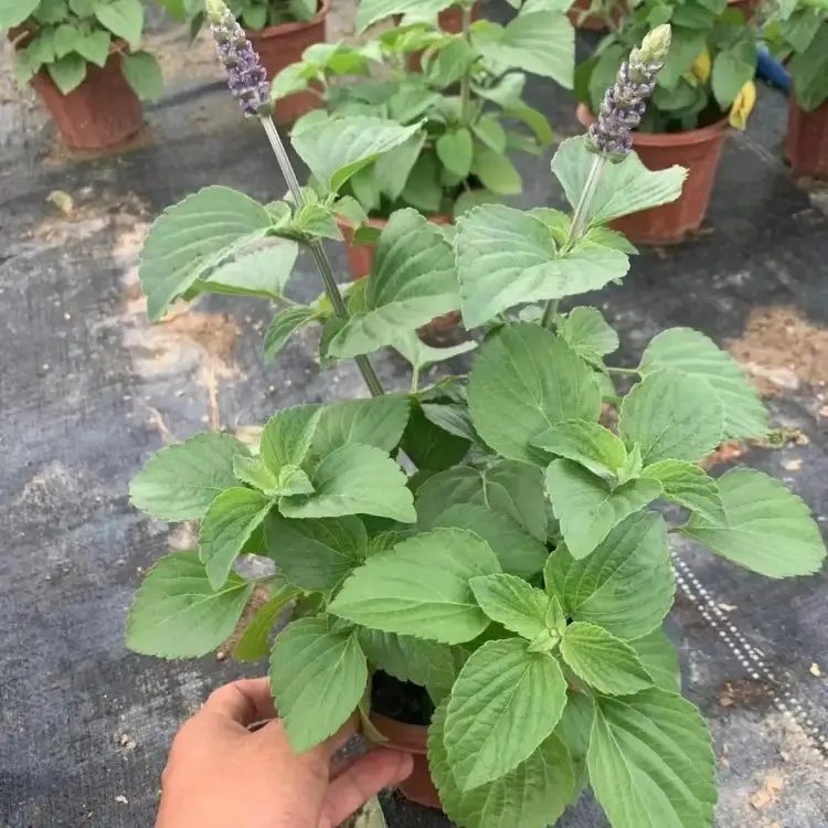 薩利芳香<a href='http://m.zishuwang.com.cn/caohuazhongzi/1626.html' target='_blank'>鼠尾草</a>杯苗容器苗