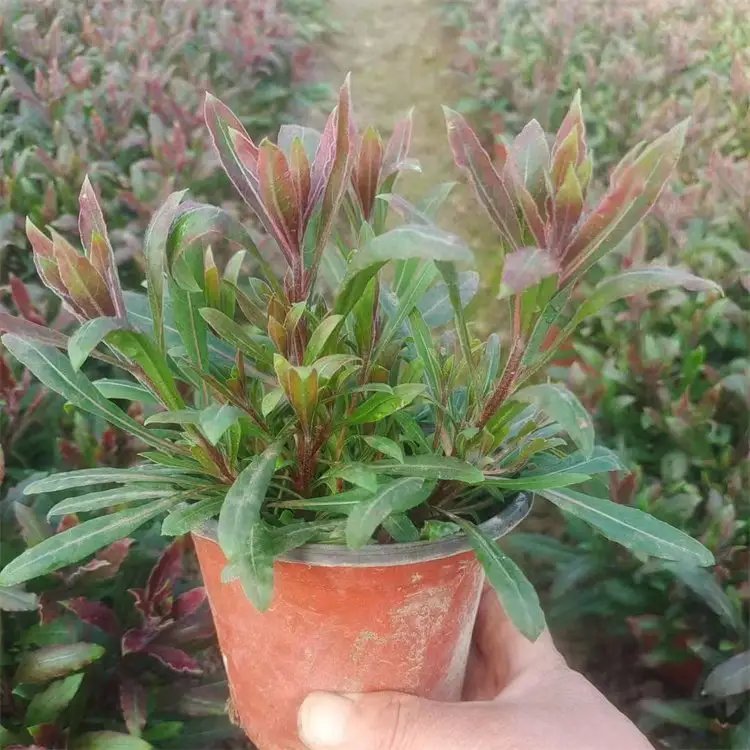 <a href='http://m.zishuwang.com.cn/guoshuzhongzi/2185.html' target='_blank'>山桃</a>草杯苗容器苗