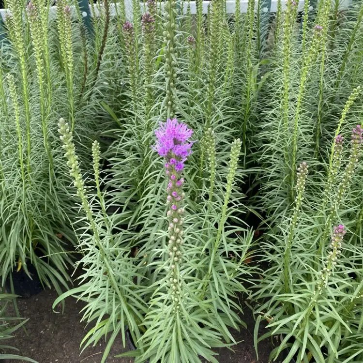 <a href='http://m.zishuwang.com.cn/caohuazhongzi/1620.html' target='_blank'>蛇鞭菊</a>杯苗容器苗