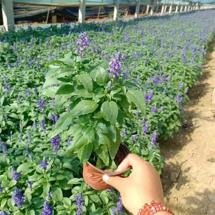 <a href='http://m.zishuwang.com.cn/caohuazhongzi/1626.html' target='_blank'>鼠尾草</a>杯苗容器苗