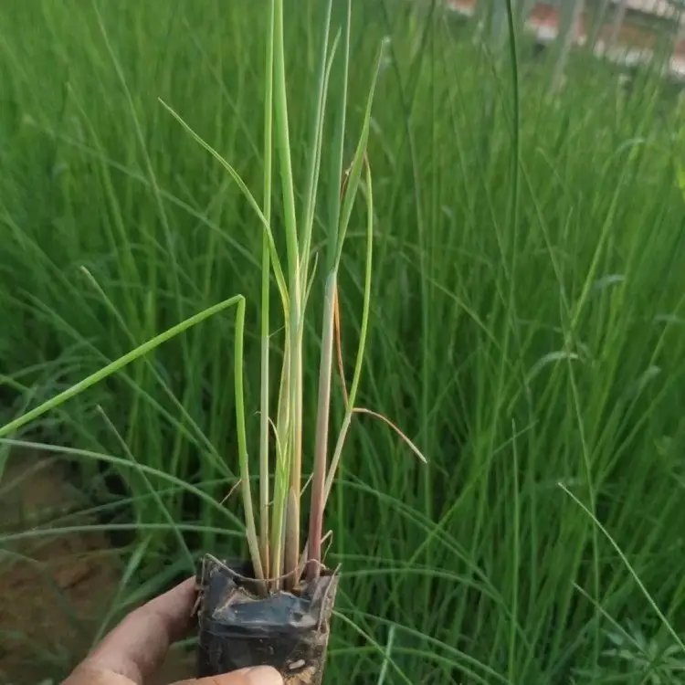 <a href='http://m.zishuwang.com.cn/shuishengshuicao/3432.html' target='_blank'>水蔥</a>杯苗容器苗