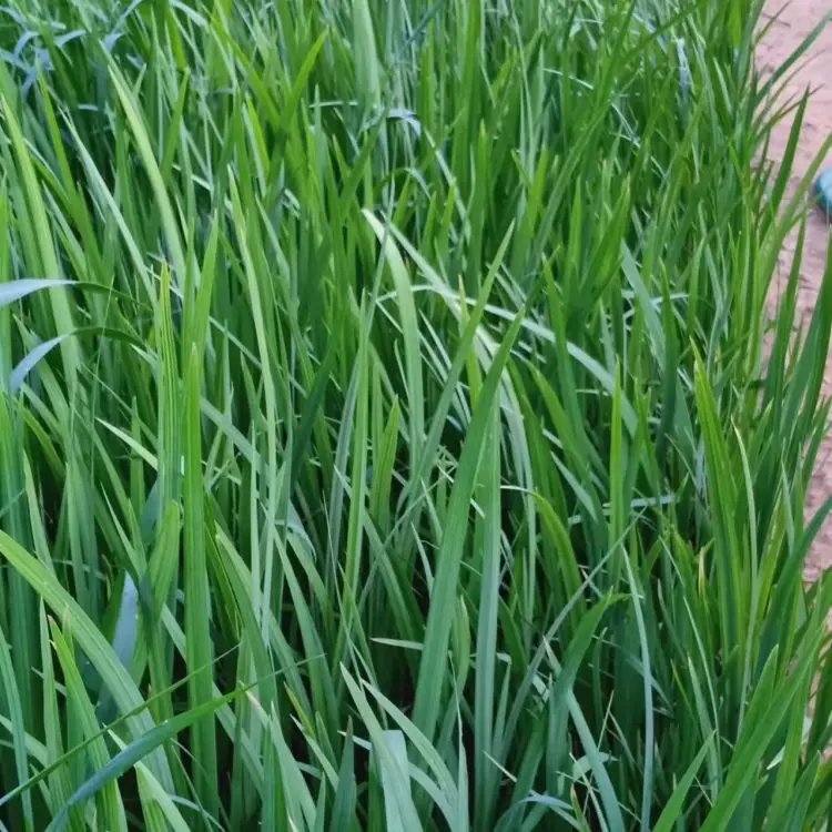 <a href='http://m.zishuwang.com.cn/shuishengshuicao/3437.html' target='_blank'>水生鳶尾</a>杯苗容器苗