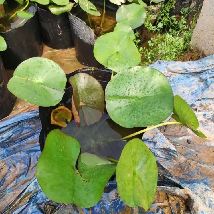 <a href='http://m.zishuwang.com.cn/shuishengshuicao/3434.html' target='_blank'>睡蓮</a>杯苗容器苗