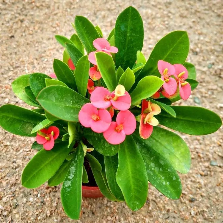 鐵<a href='http://m.zishuwang.com.cn/linmuzhongzi/1766.html' target='_blank'>海棠</a>杯苗容器苗