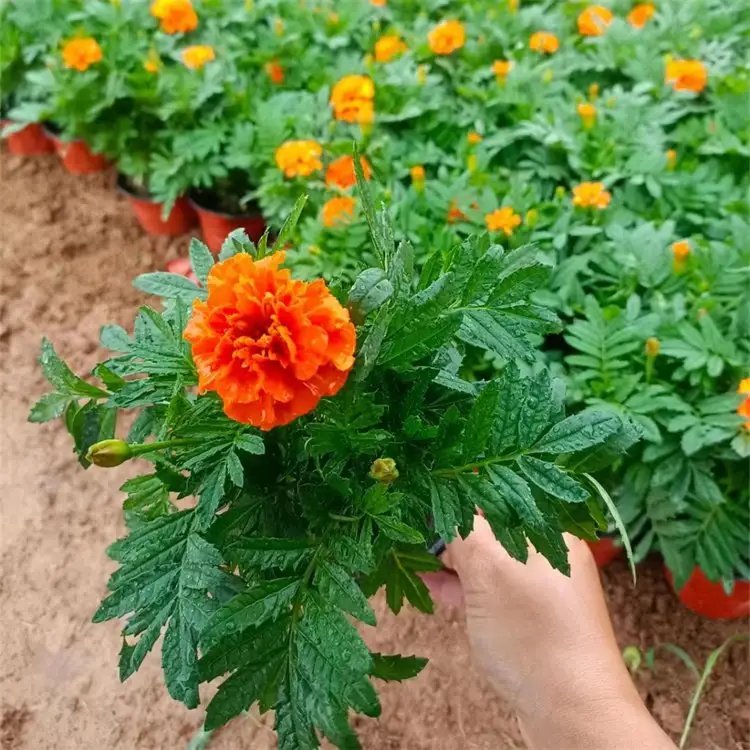 <a href='http://m.zishuwang.com.cn/caohuazhongzi/1631.html' target='_blank'>萬(wàn)壽菊</a>杯苗容器苗