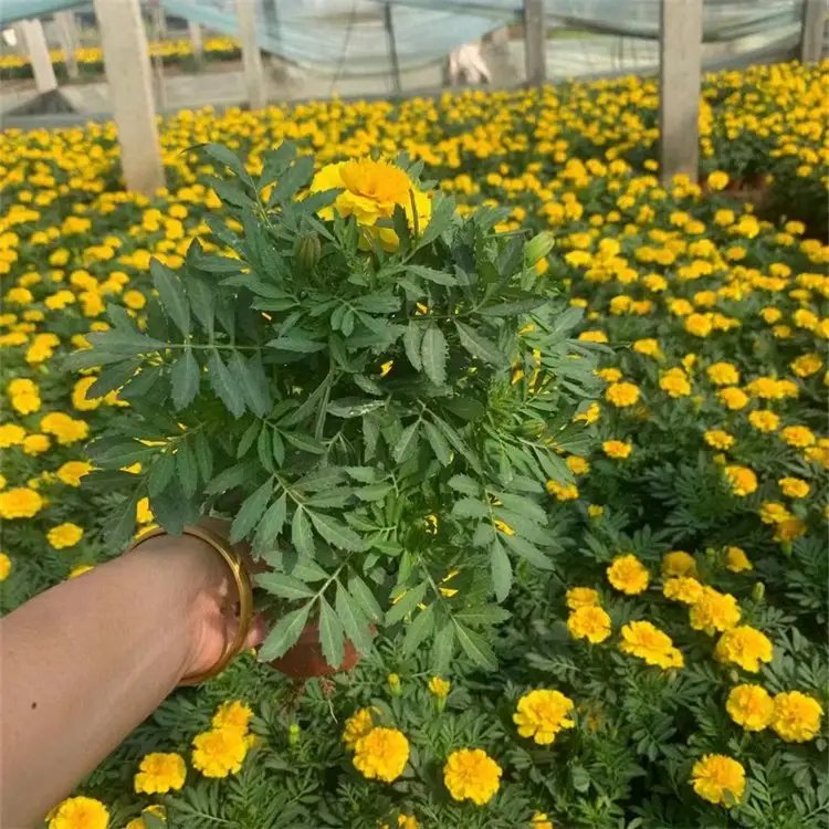<a href='http://m.zishuwang.com.cn/caohuazhongzi/1631.html' target='_blank'>萬(wàn)壽菊</a>杯苗容器苗
