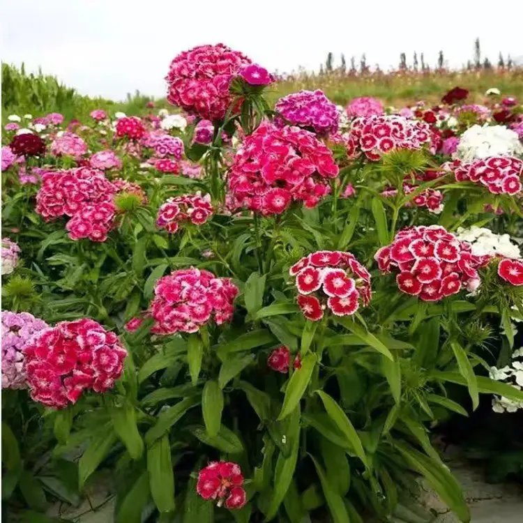 <a href='http://m.zishuwang.com.cn/caohuazhongzi/1632.html' target='_blank'>五彩石竹</a>杯苗容器苗