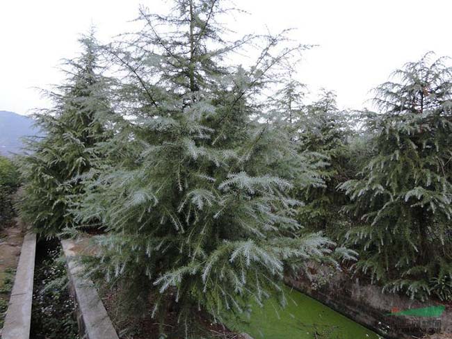 <a href='http://m.zishuwang.com.cn/linmuzhongzi/1853.html' target='_blank'>雪松</a>