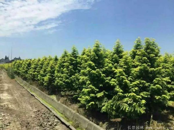 金葉<a href='http://m.zishuwang.com.cn/linmuzhongzi/1720.html' target='_blank'>水杉</a>圖片基地實(shí)拍