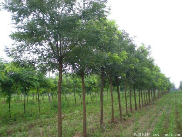 <a href='http://m.zishuwang.com.cn/linmuzhongzi/1841.html' target='_blank'>國槐</a>圖片<a href='http://m.zishuwang.com.cn/linmuzhongzi/1841.html' target='_blank'>國槐</a>基地實(shí)拍