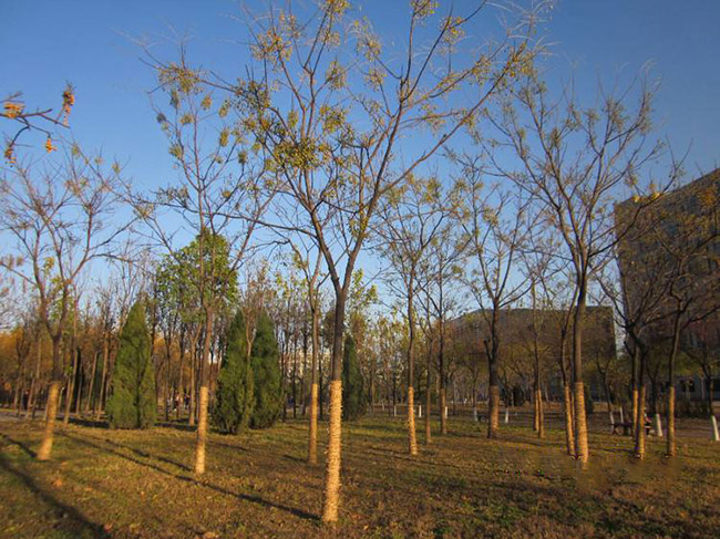 <a href='http://m.zishuwang.com.cn/xingdaoshu/3368.html' target='_blank'>苦楝樹</a>