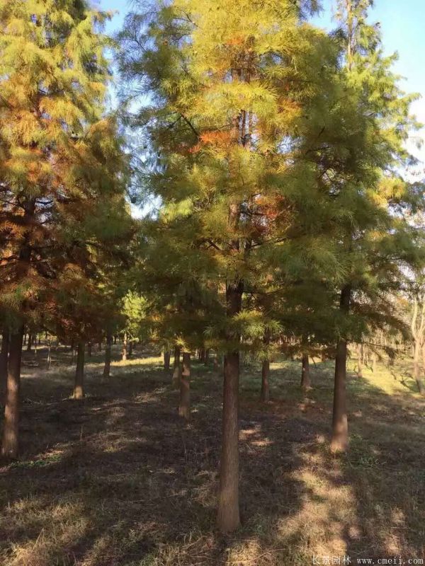 <a href='http://m.zishuwang.com.cn/linmuzhongzi/1823.html' target='_blank'>池杉</a>圖片<a href='http://m.zishuwang.com.cn/linmuzhongzi/1823.html' target='_blank'>池杉</a>基地實(shí)拍