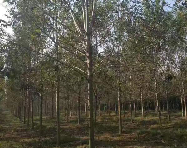 白臘樹圖片<a href='http://m.zishuwang.com.cn/linmuzhongzi/1712.html' target='_blank'>白蠟</a>基地實(shí)拍