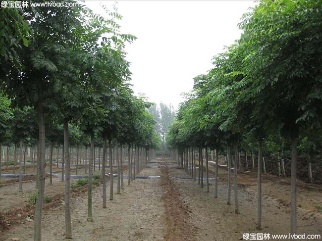 江蘇沭陽<a href='http://m.zishuwang.com.cn/linmuzhongzi/1745.html' target='_blank'>黃山欒樹</a>種植基地