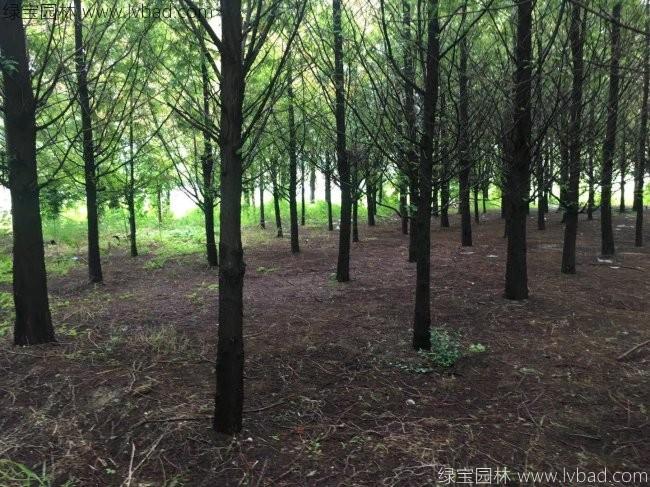 <a href='http://m.zishuwang.com.cn/xingdaoshu/3590.html' target='_blank'>水杉樹</a>