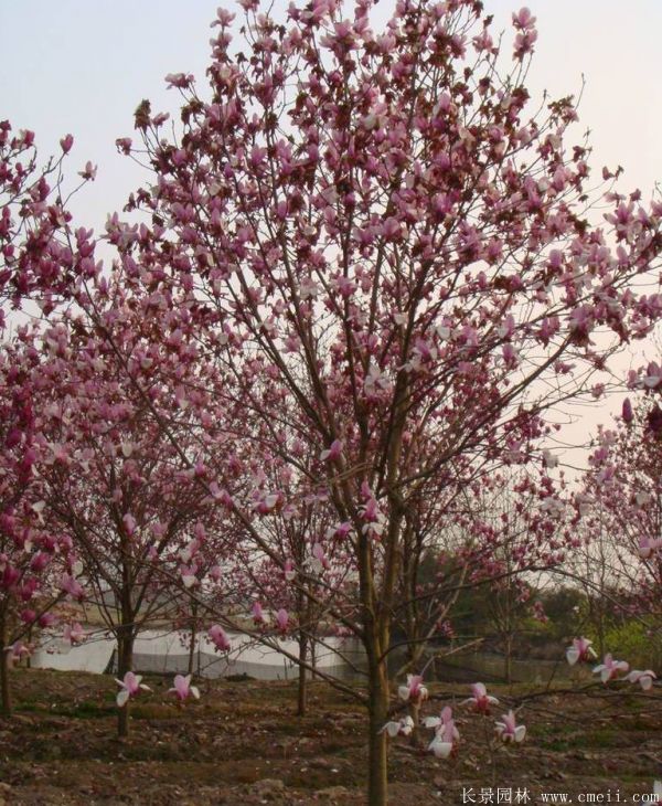 <a href='http://m.zishuwang.com.cn/xingdaoshu/3378.html' target='_blank'>紅玉蘭</a>圖片<a href='http://m.zishuwang.com.cn/xingdaoshu/3378.html' target='_blank'>紅玉蘭</a>基地實(shí)拍