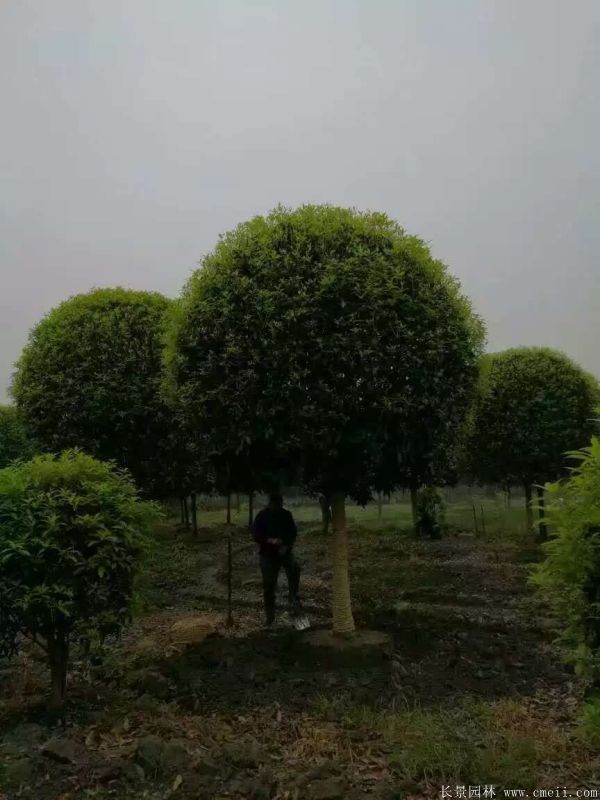 <a href='http://m.zishuwang.com.cn/xingdaoshu/3363.html' target='_blank'>桂花樹</a>圖片<a href='http://m.zishuwang.com.cn/xingdaoshu/3363.html' target='_blank'>桂花樹</a>基地實(shí)拍