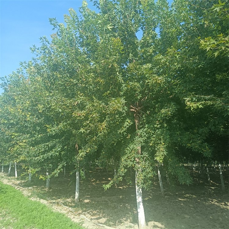 <a href='http://m.zishuwang.com.cn/linmuzhongzi/1781.html' target='_blank'>五角楓</a>