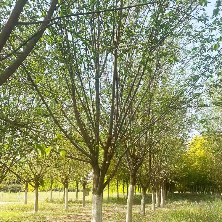 <a href='http://m.zishuwang.com.cn/linmuzhongzi/1769.html' target='_blank'>桑樹</a>
