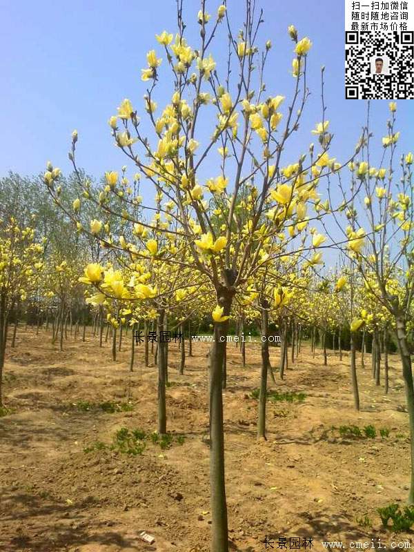 園林喬木植物<a href='http://m.zishuwang.com.cn/linmuzhongzi/1697.html' target='_blank'>黃玉蘭</a>圖片
