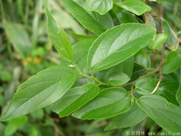 <a href='http://m.zishuwang.com.cn/linmuzhongzi/1755.html' target='_blank'>樸樹</a>圖片<a href='http://m.zishuwang.com.cn/linmuzhongzi/1755.html' target='_blank'>樸樹</a>基地實(shí)拍