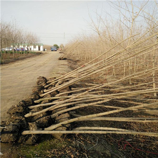 <a href='http://m.zishuwang.com.cn/linmuzhongzi/1855.html' target='_blank'>元寶楓</a>基地實(shí)拍圖