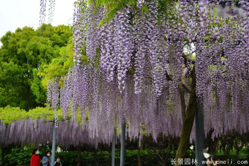 日本長穗熊野<a href='http://m.zishuwang.com.cn/linmuzhongzi/1806.html' target='_blank'>紫藤</a>日系
