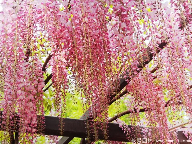 阿知<a href='http://m.zishuwang.com.cn/linmuzhongzi/1806.html' target='_blank'>紫藤</a>粉色日系<a href='http://m.zishuwang.com.cn/tengbenpanyuanzhiwu/3418.html' target='_blank'>紫藤花</a>